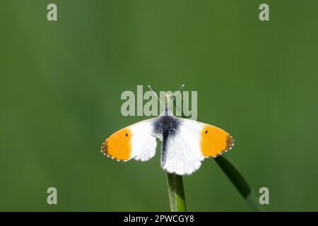 Pointe orange (Anthocharis cardamines), mâle, papillon, ailes étalées, orange, Lame d'herbe, verte, un papillon aurora est assis avec des ailes étalées sur un Banque D'Images