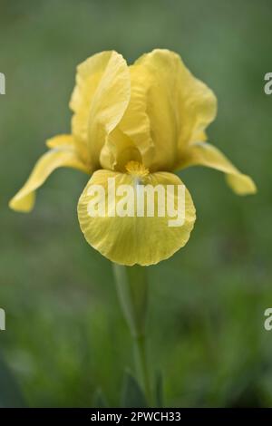 Iris nain (Iris barbata Nana), Emsland, Basse-Saxe, Allemagne Banque D'Images
