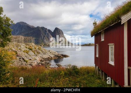 Séchoirs pour poissons et huttes rouges traditionnelles de rorbuer dans le village de pêcheurs de Reine, îles Lofoten, Norvège Banque D'Images