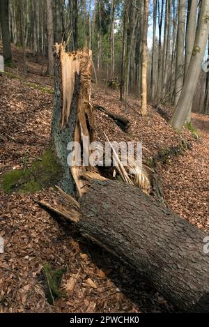 Brisés par la tempête Epicéa (Picea) Basern, Allemagne Banque D'Images