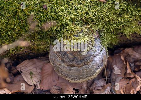 Éponge commune de feu (Phellinus igniarius) Bavière, Allemagne Banque D'Images