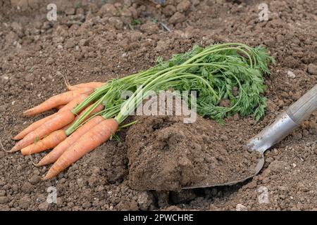 Bouquet de carottes avec une pelle en arrière-plan dans un potager biologique Banque D'Images