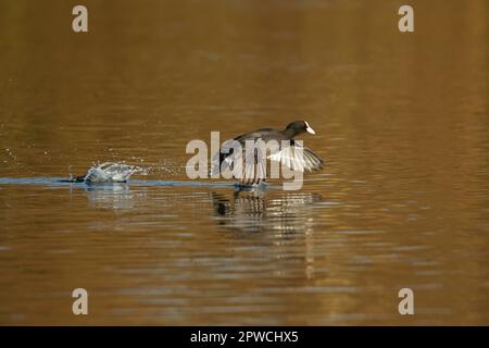 Coot eurasien (Fulica atra) oiseau adulte traversant un lac, Suffolk, Angleterre, Royaume-Uni Banque D'Images