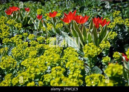 Fleurs de printemps de tulipe rouge fleurissent dans le jardin de la nature Banque D'Images