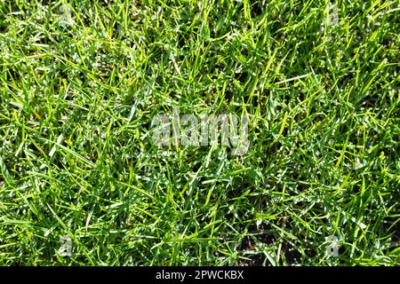 La texture de l'herbe verte peut être utilisée comme arrière-plan Banque D'Images