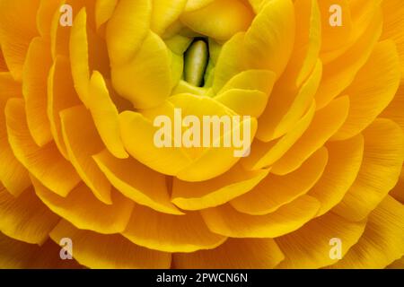 Coupe de beurre jaune perse (Ranunculus asioticus), floraison, Allemagne Banque D'Images