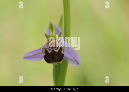 Abeille-ragwort (Ophrys apifera), figurine de fleur, miricrerie, détail, photographie de la nature, Hoehfeldplatte et Scharlachberg, Thuengersheim, Basse-Franconie Banque D'Images