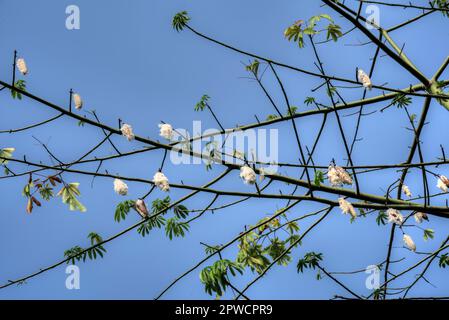 les gousses de graines de peluches en coton accrochées aux branches de l'arbre de coton. Banque D'Images