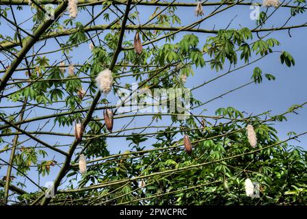 les gousses de graines de peluches en coton accrochées aux branches de l'arbre de coton. Banque D'Images