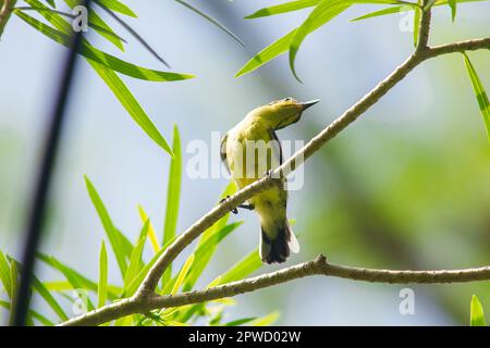 Cinnyris jugularis est sur les arbres un petit oiseau capturé dans la famille de l'oiseau. (Nectariniidae) mangeant du nectar comme nourriture de l'Asie du Sud-est à l'Australie Banque D'Images