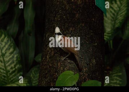 Le muguet riant à crête blanche est sur un arbre dans la nature. Banque D'Images