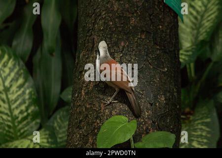 Le muguet riant à crête blanche est sur un arbre dans la nature. Banque D'Images