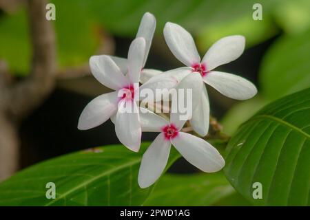 Kopsia fruticosa est un bouquet de fleurs avec de beaux roses fleuris Banque D'Images