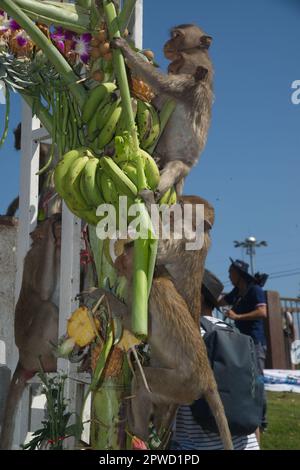 Les singes aiment manger des fruits locaux, légumes, salade, œufs, dessert qui amènent les gens à remercier dans le festival de fête de singe à Phra Prang Sam Yot. Banque D'Images