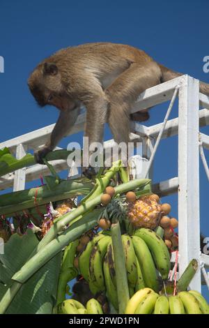 Les singes aiment manger des fruits locaux, légumes, salade, œufs, dessert qui amènent les gens à remercier dans le festival de fête de singe à Phra Prang Sam Yot. Banque D'Images