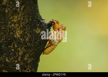 La peau de Cicada sur l'arbre C'est le cycle de ce cycle qu'il a commencé à reproduire, pondre des œufs, esquiver dans le sous-sol. Et est venu mue Banque D'Images