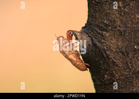 La peau de Cicada sur l'arbre C'est le cycle de ce cycle qu'il a commencé à reproduire, pondre des œufs, esquiver dans le sous-sol. Et est venu mue Banque D'Images