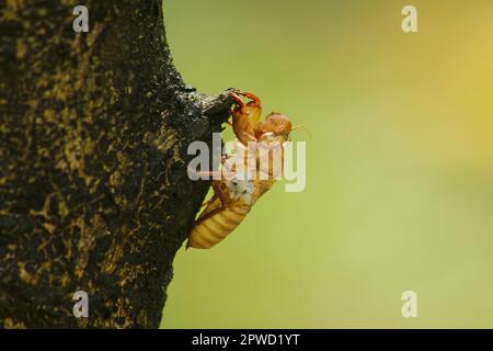 La peau de Cicada sur l'arbre C'est le cycle de ce cycle qu'il a commencé à reproduire, pondre des œufs, esquiver dans le sous-sol. Et est venu mue Banque D'Images