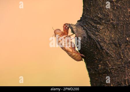 La peau de Cicada sur l'arbre C'est le cycle de ce cycle qu'il a commencé à reproduire, pondre des œufs, esquiver dans le sous-sol. Et est venu mue Banque D'Images