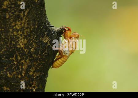 La peau de Cicada sur l'arbre C'est le cycle de ce cycle qu'il a commencé à reproduire, pondre des œufs, esquiver dans le sous-sol. Et est venu mue Banque D'Images