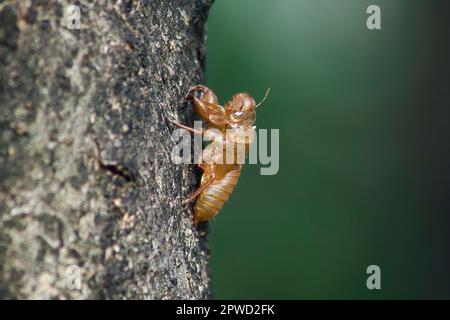 La peau de Cicada sur l'arbre C'est le cycle de ce cycle qu'il a commencé à reproduire, pondre des œufs, esquiver dans le sous-sol. Et est venu mue Banque D'Images