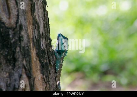 Le lézard à crête bleue sur l'arbre mangera principalement des insectes benthiques. Banque D'Images