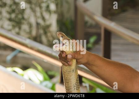 La main de l'homme tient le cobra du roi.Qui est le plus long serpent venimeux au monde Banque D'Images