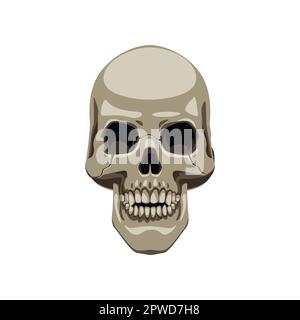 Illustration réaliste du dessin animé du crâne humain Illustration de Vecteur