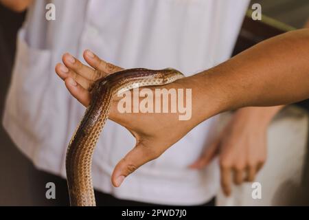 Le serpent Sunbeam sur les mains des hommes est un serpent non venimeux le corps est noir à brun foncé. Banque D'Images