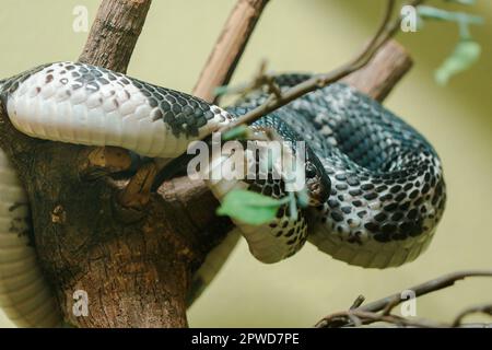 Naja siamensis est sur la branche. Est un cobra qui peut vaporiser le poison qui peut vaporiser le poison loin Banque D'Images