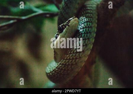 Chrysopelea ornata sur une branche est un serpent avec un corps mince. Échelles vert-jaune, bandes noires Banque D'Images