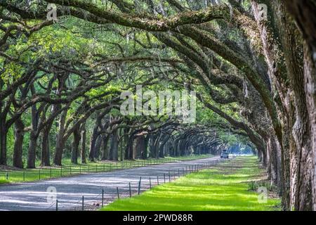 Allée couverte de chênes vivants à la plantation Wormsloe de Savannah, Géorgie. (ÉTATS-UNIS) Banque D'Images