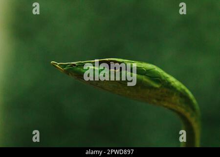 Le serpent à long nez est une sorte de serpent toxique vivant la plus grande partie de la vie de l'arbre Banque D'Images