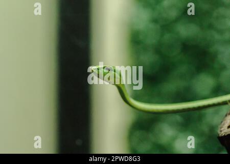 Le serpent à long nez est une sorte de serpent toxique vivant la plus grande partie de la vie de l'arbre Banque D'Images