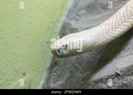 Un cobra blanc qui regarde à travers le placard en verre du zoo Banque D'Images