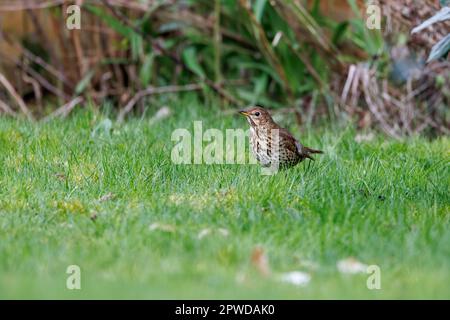 SONG Thrush [ Turdus philomelos ] sur pelouse Banque D'Images