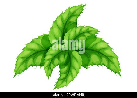 Set menthe, feuilles de menthe poivrée, herbe de mentol dans le style de dessin animé isolé sur fond blanc. Illustration vectorielle Illustration de Vecteur