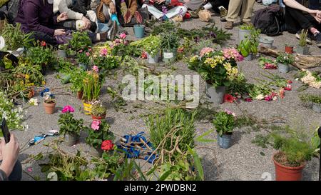 Copenhague, Danemark, 28 avril 2023. Extinction Rebellion place des plantes sur la route de Christiansborg et s'assoit sur l'asphalte pour arrêter la circulation. Banque D'Images