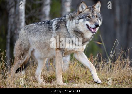 Profil du grand loup gris mâle marchant sur une colline dans la forêt Banque D'Images