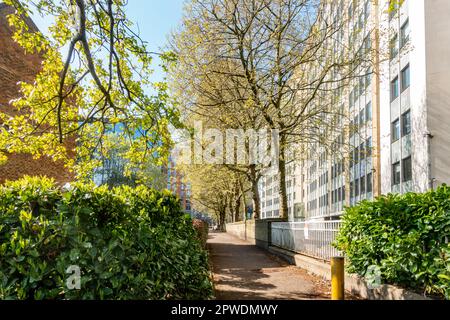 La nature rencontre des structures artificielles avec des arbres et de la verdure qui s'élongent d'un immeuble de bureaux moderne à Reading, au Royaume-Uni Banque D'Images