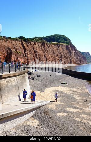 Vue sur la promenade et la plage de galets vers les falaises de Pennington point, Sidmouth, Devon, Royaume-Uni, Europe. Banque D'Images