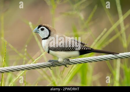 Finch à double barré, Taeniopygia bichenovii à Darwin, dans le territoire du Nord, en Australie Banque D'Images