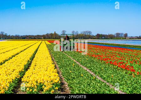 LISSE, HOLLANDE - 19 AVRIL 2023 : un agriculteur sur une moissonneuse-batteuse récolte des tulipes en fleurs dans un champ de Lisse, près d'Amsterdam. Banque D'Images