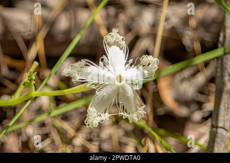 Trichostanthes cucucumerina, fleur de concombre serpent Banque D'Images