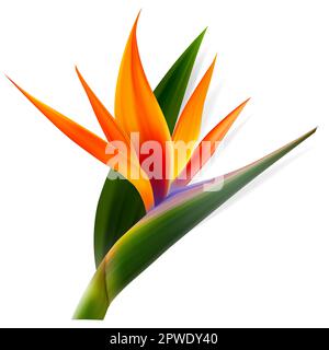 Fleur de Strelitzia reginae, oiseau de paradis, fleur de grue. Exotique isolée. Illustration botanique Illustration de Vecteur