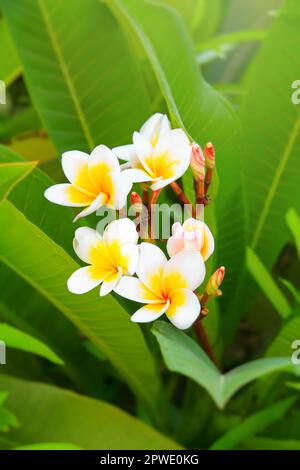 Belle fleurs blanches frangipani dans le jardin d'été.Blooming Plumeria arbre dans la journée ensoleillée. Mise au point douce. Banque D'Images