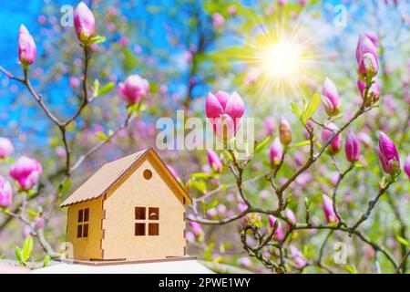 Petite maison en bois nichée au milieu d'un magnolia rose en pleine floraison avec un soleil étincelant en toile de fond. Décoration printanière et saisonnière Banque D'Images