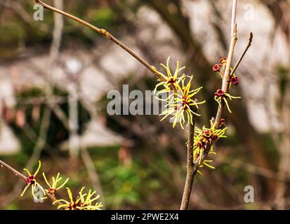 Fleur de l'arbuste des sorcières Hazel, Hamamelis virginiana au début du printemps. Hamamelis a de magnifiques fleurs jaunes au début du printemps. Banque D'Images