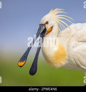 Portrait de l'oiseau ailier avec bec ouvert et écusson blanc. Scène de la nature sauvage en Europe. Banque D'Images