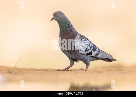 Colombe rocheuse (Columba livia). Cette espèce d'oiseau est la forme ancêtre du pigeon domestique, que l'on trouve dans des villes du monde entier. Faune et flore Banque D'Images